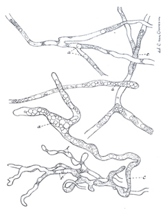 Image 2-Pythium insidiosum